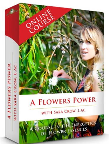 A FLOWER'S POWER: A COURSE IN THE ENERGETICS OF FLOWER ESSENCES download